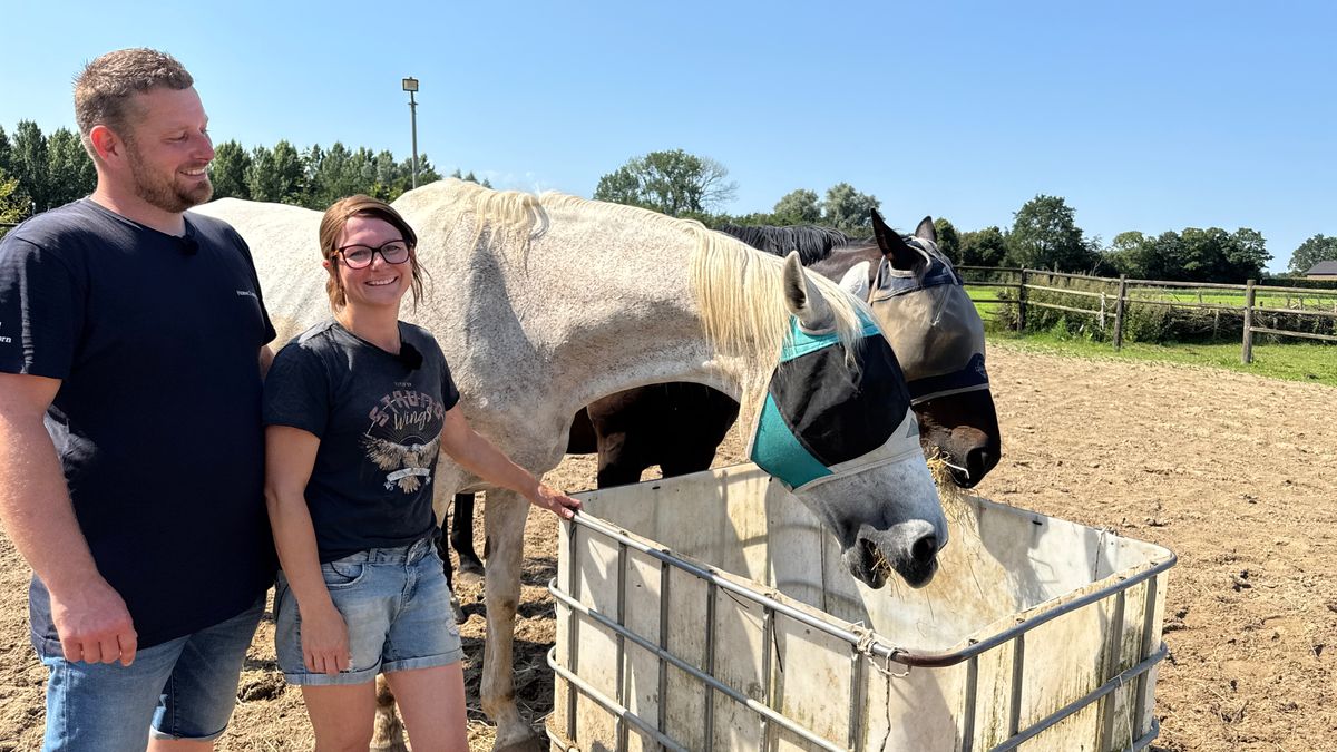 Oud maar niet afgeschreven: rusthuis in Meerlo voor bejaarde paarden