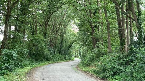 Landschap Overijssel wil eeuwenoude houtwallen herstellen, tegenstanders vrezen juist het einde Home