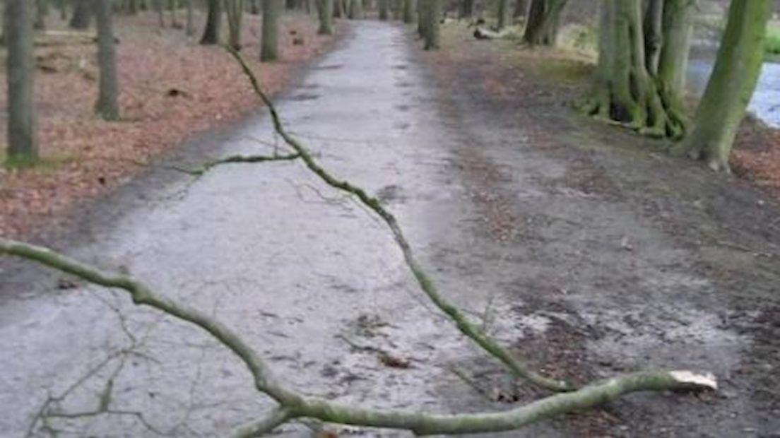 Gevaar voor vallende takken door harde wind