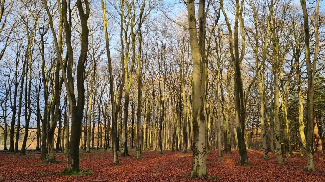 Er moeten meer bomen komen in Nederland, vindt Staatsbosbeheer