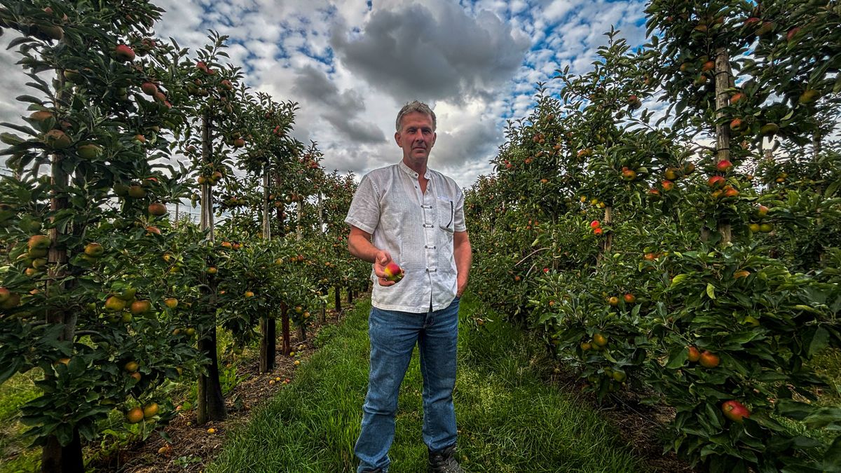 Fruittelers verwachten rijke peren- en appeloogst: 'De takken buigen helemaal door'