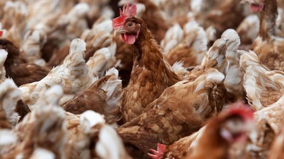 44.000 kippen geruimd na uitbraak vogelgriep