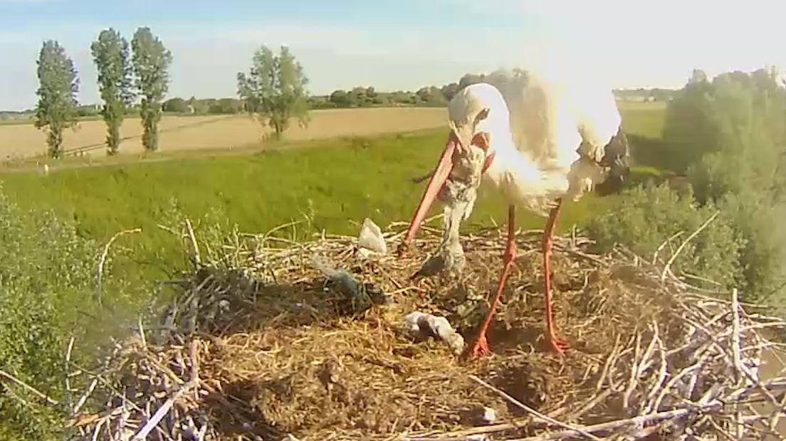 Still uit de livestream van BuitenGewoon