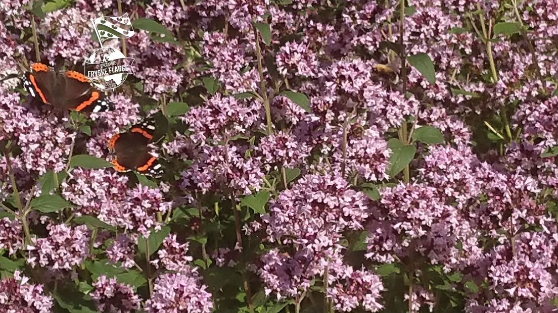 Voorseizoen in de tuin van Bouma