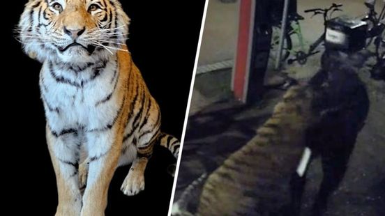 Van kikker tot tijger: opmerkelijke (museum)inbraken