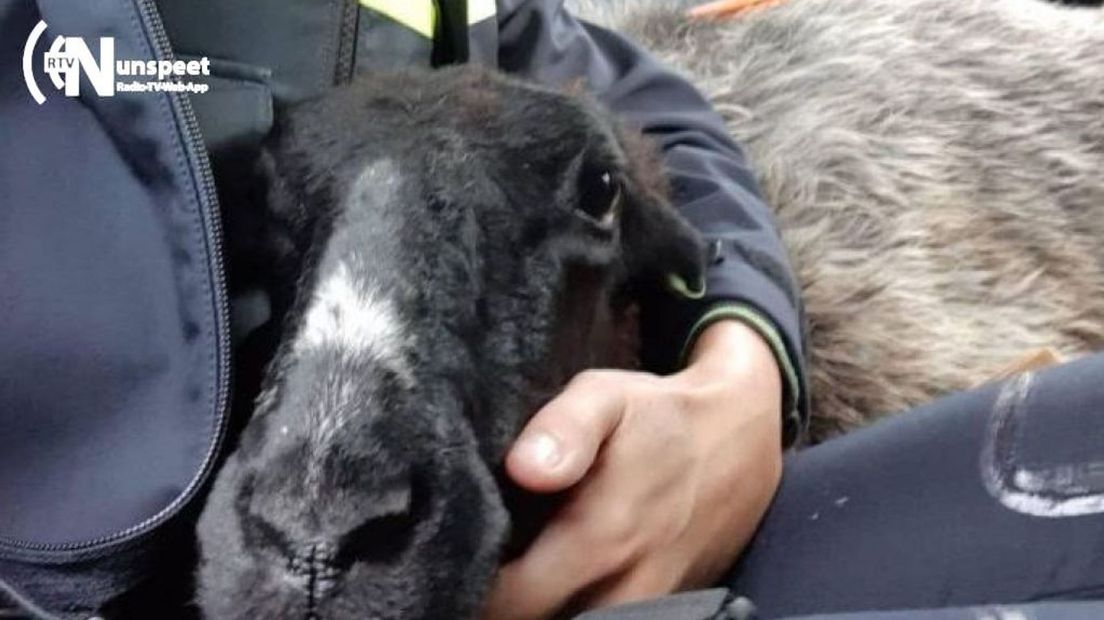 Politie redt schaap van de snelweg.