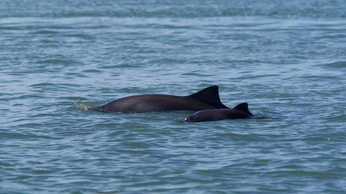 Bruinviskalf in de Oosterschelde