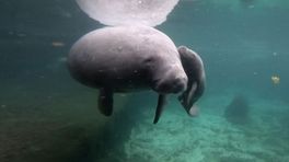 TERUGKIJKEN | Verzorger Joeri vertelt alles over de pasgeboren zeekoe in Burgers' Zoo