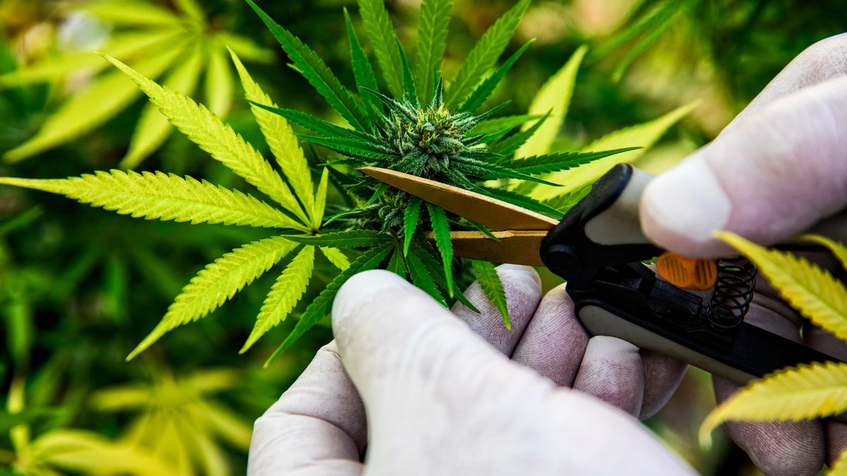 Hennepkwekerij ontdekt in woning Meerssen dankzij anonieme tip