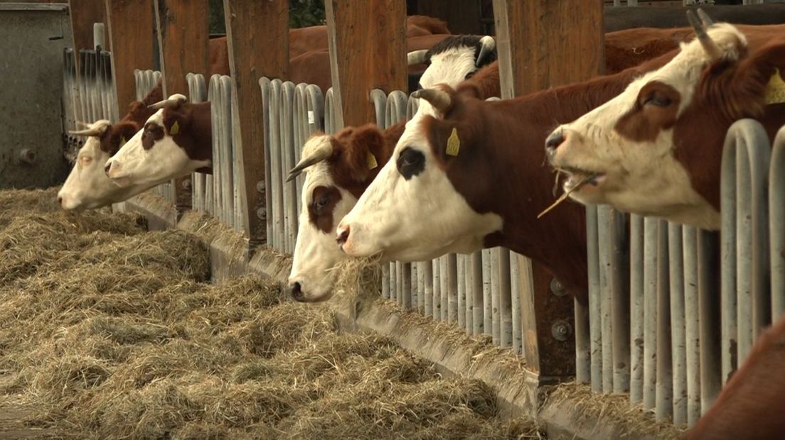 Enkele koeien van boerderij Veld en Beek.