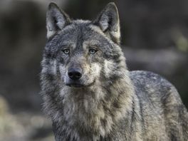Indiener van 792 Woo-verzoeken over wolven: 'Ik wil de provincie niet frustreren'