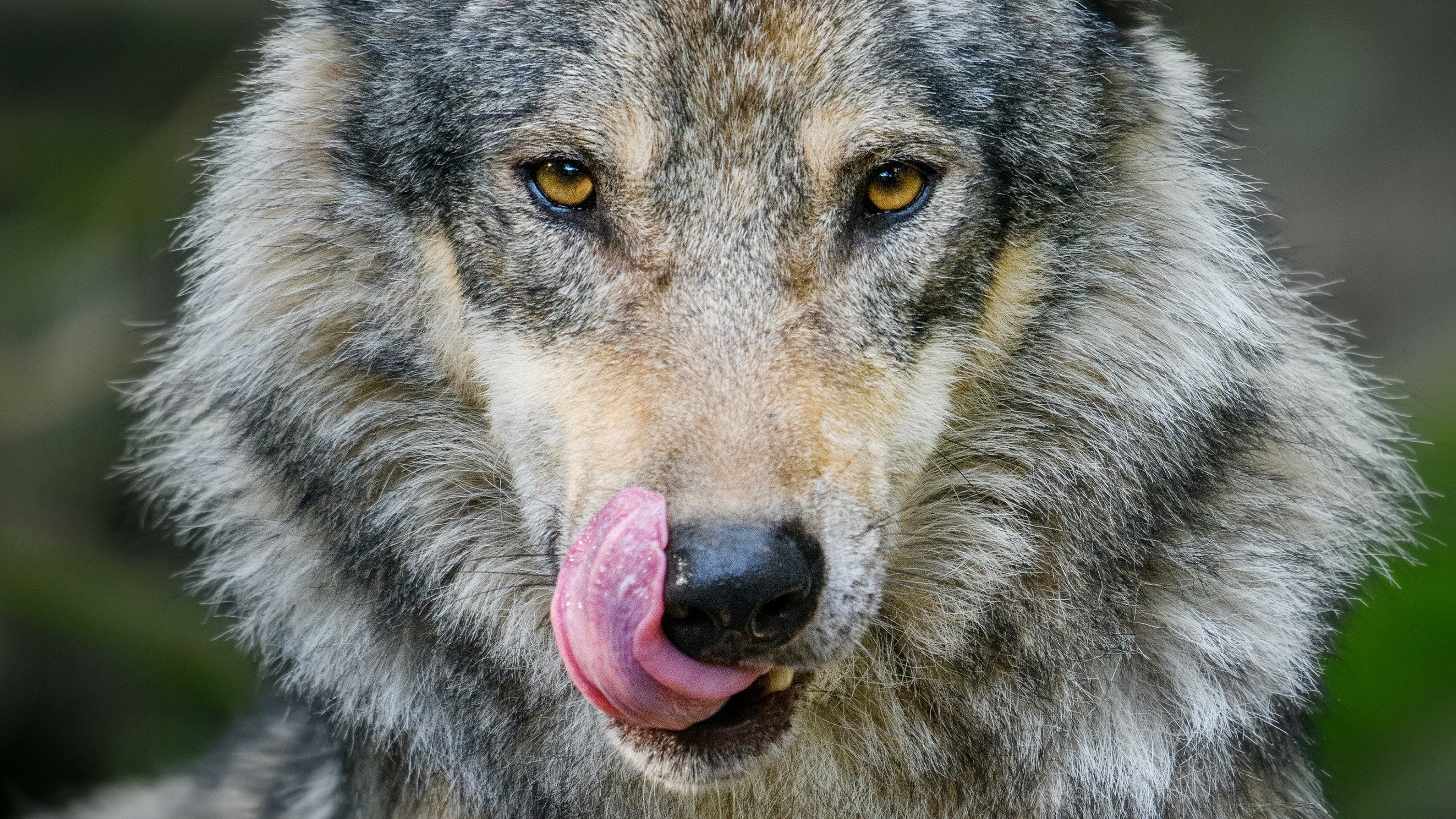 Machteleas tsjinoer de wolf: "Ik kin op dit stuit neat"