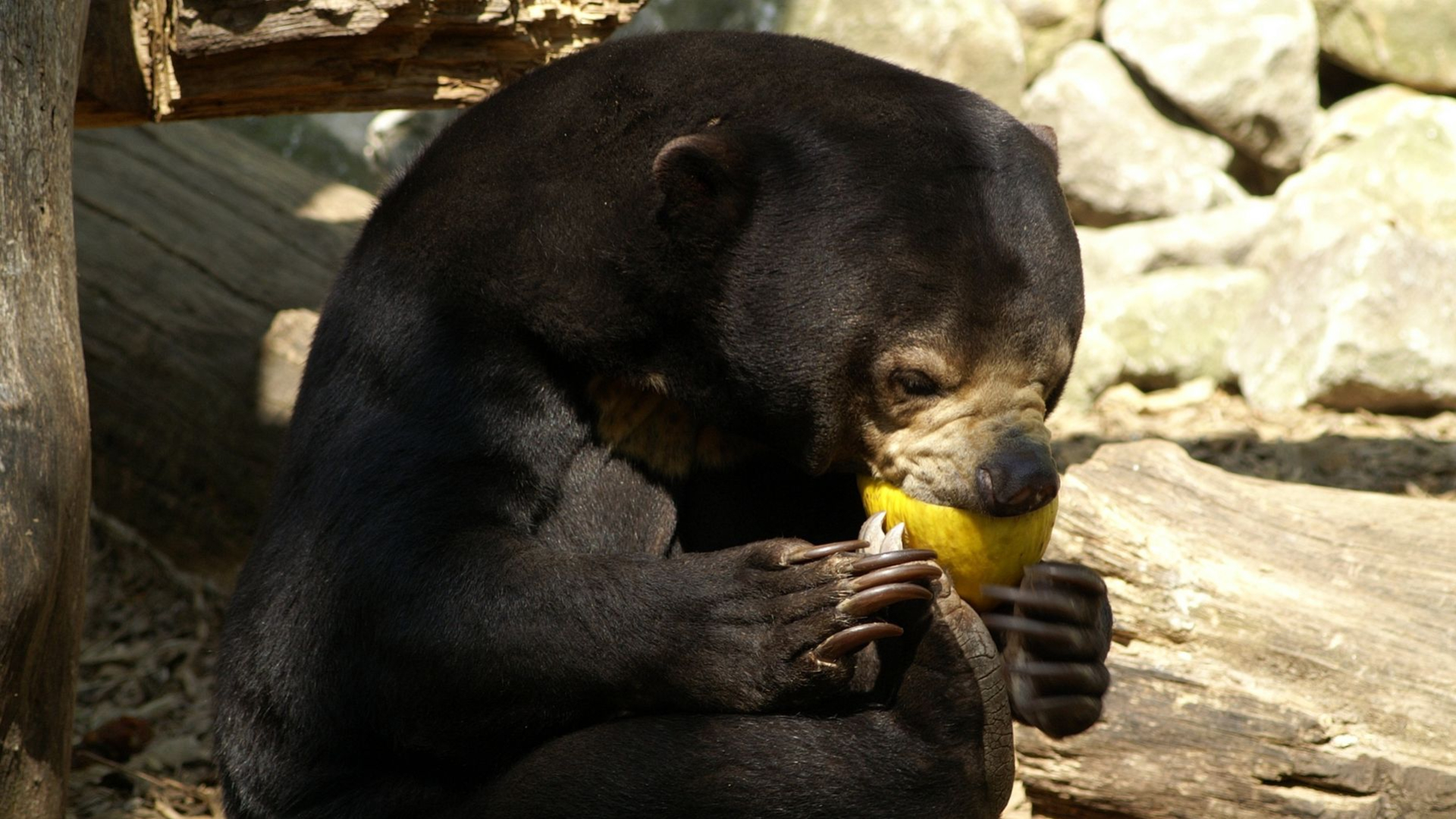 Deze mannetjesbeer uit Tsjechië komt naar Arnhem voor één missie