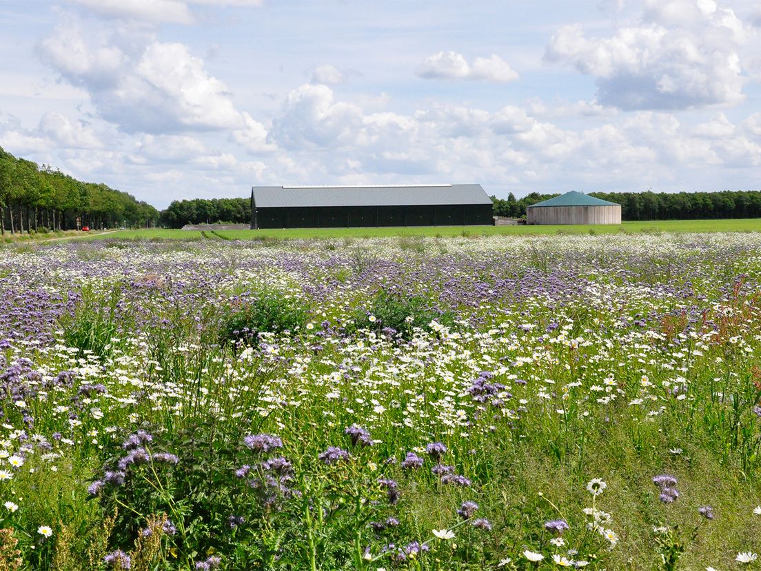 Drie jaar volhouden en van de bodem afblijven voor succesvol agrarisch natuurbeheer