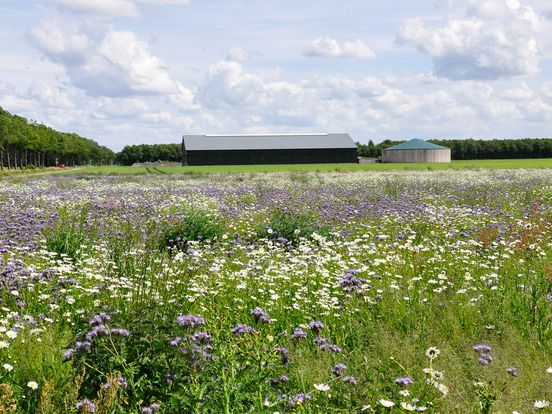 Drie jaar volhouden en van de bodem afblijven voor succesvol agrarisch natuurbeheer