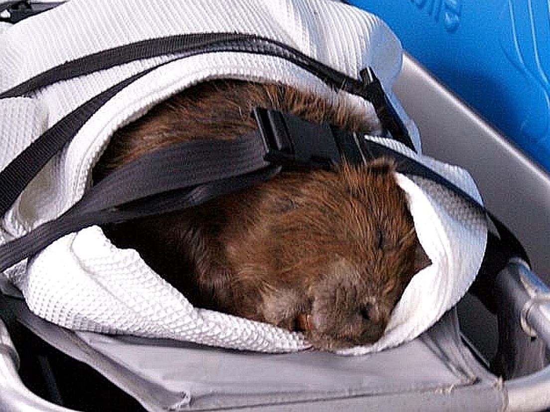 De bever van de Bizetstraat op een brancard