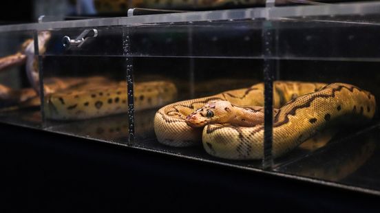Zestig pythons op zolder: man moet huurwoning uit