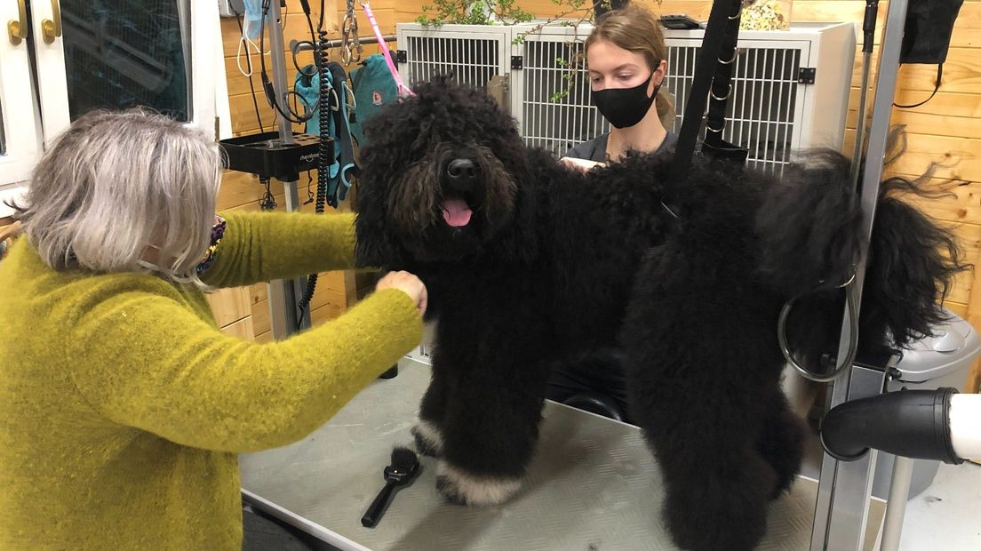 In de trimsalon worden drie honden op een dag behandeld