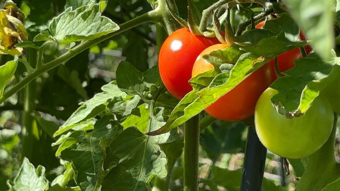 Een tomaat uit eigen tuin is het lekkerst