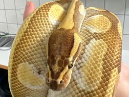 Van python tot giftige cobra: waarom je vaker leest over ontsnapte slangen