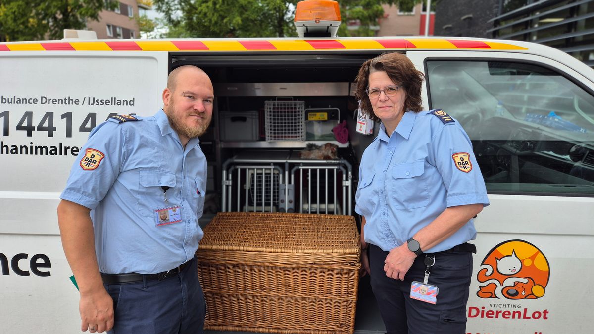 Van hoeslaken tot slangenopvang: zo verloopt de reis van de gevonden boa constrictor in Hoogeveen