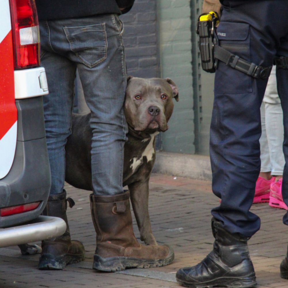 Politie Neemt Hond In Beslag Na Bijtincident Rijnmond politie-neemt-hond-in-beslag-na-bijtincident-rijnmond
