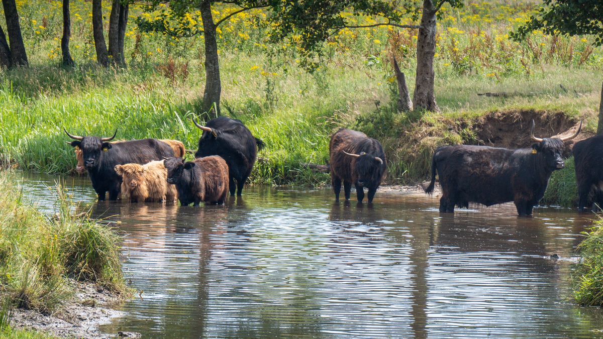 Limburg Kiekt: Arcen, Altweerterheide, Vijlen en...