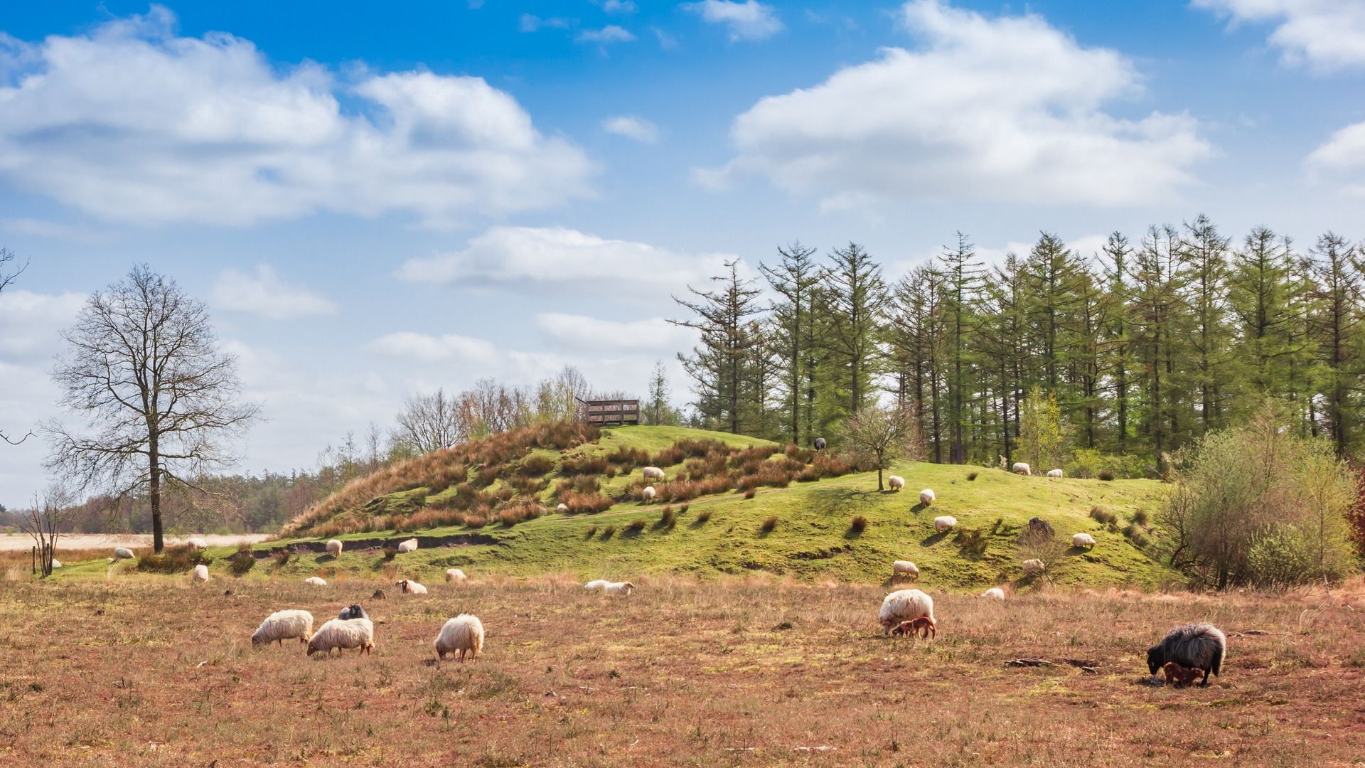 By de Duerswâldmer Heide