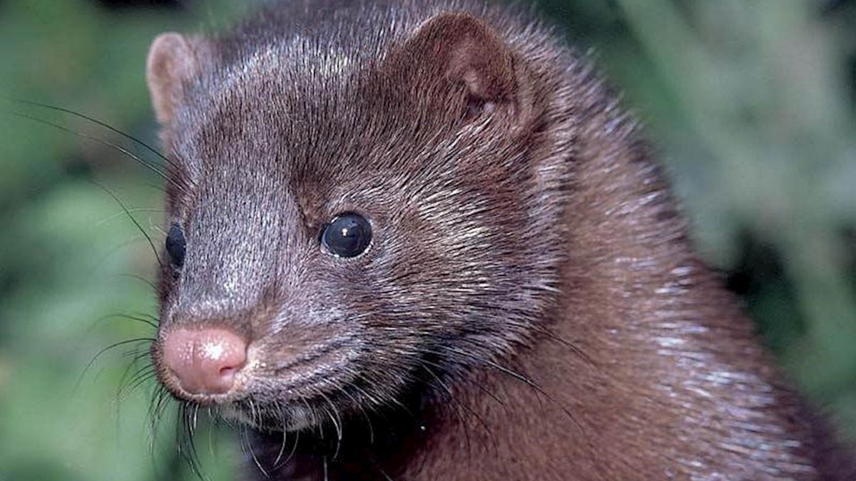 Nertsenfokker wil verbod tegenhouden