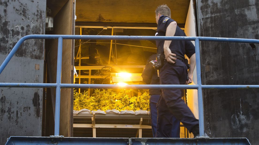 De politie ontmantelt een wietplantage