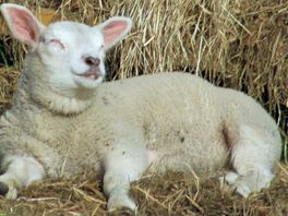 Vijf schapen op kinderboerderij overleden aan blauwtong