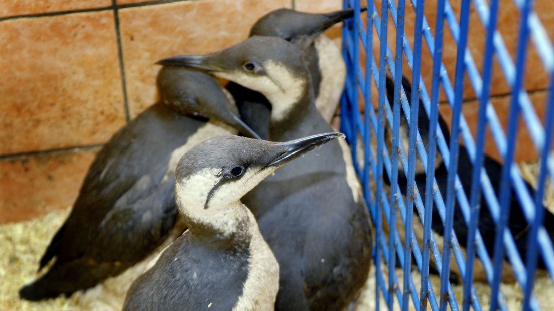 Zeekoeten in de Fûgelpits, maar niet de nu gevonden dieren