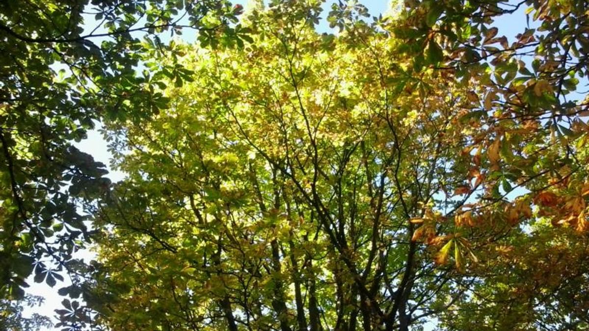 Astronomische herfst begint Rijnmond