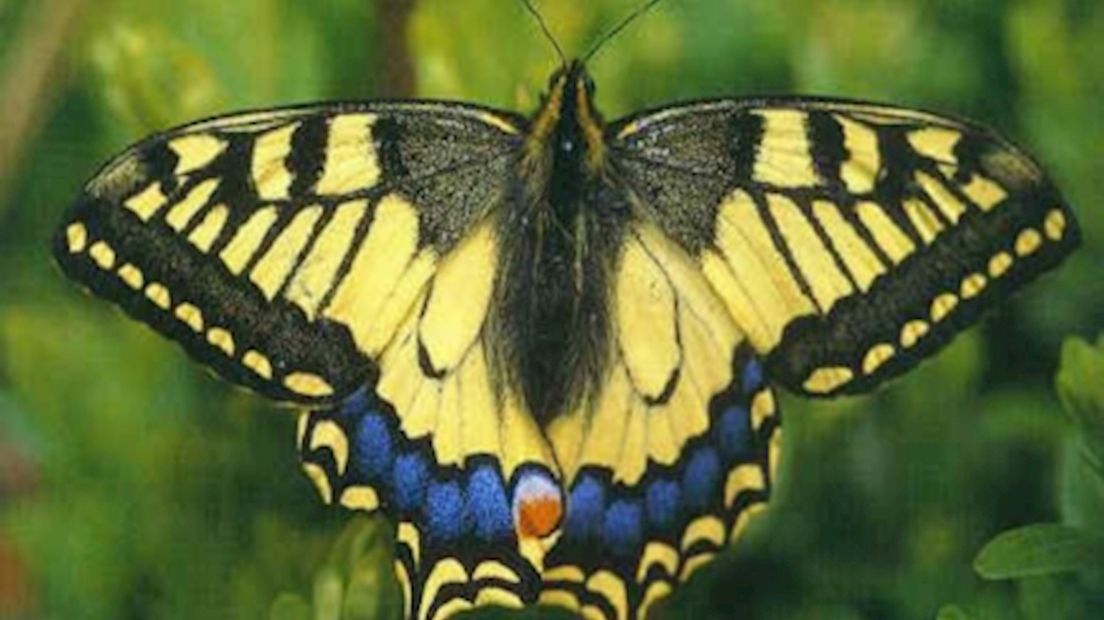Minder vlinders in Overijssel
