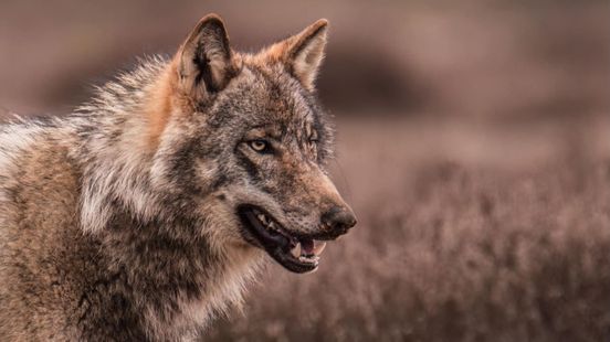 Foto: Italiaanse wolvenexperts waarschuwen: ‘Niet alleen in Nederland bijtincidenten’