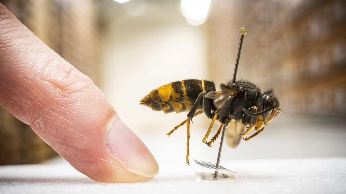 Een opgezette Aziatische hoornaar in museum Naturalis