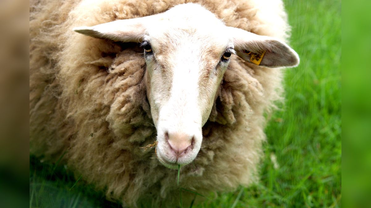 Meerdere schapen aangevallen in De Knipe