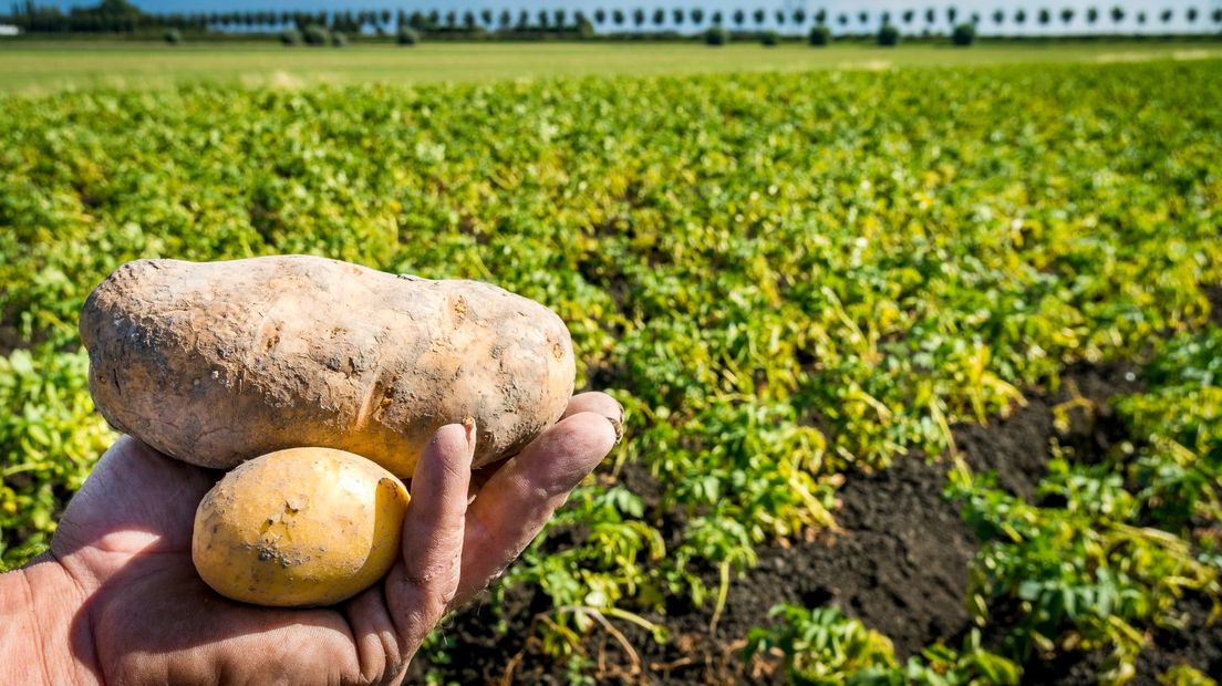 Een onbekende variant van de aardappelziekte is ontdekt (Rechten: ANP/Lex van Lieshout)