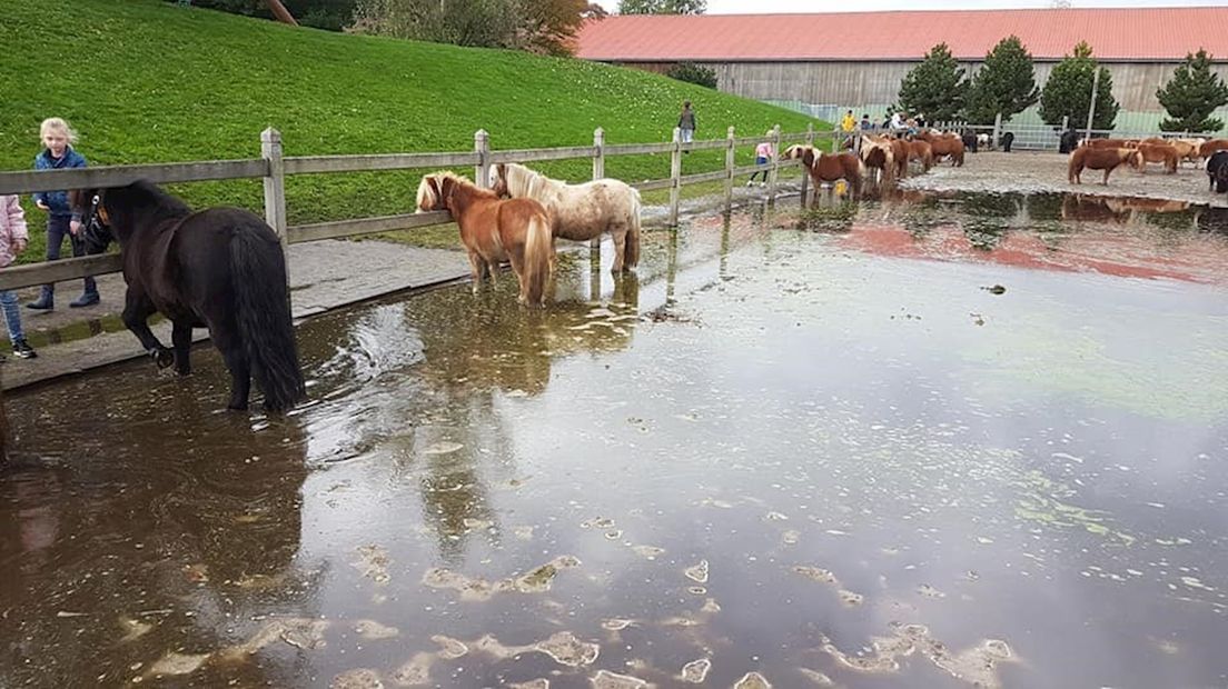 Pony's bij ponypark Slagharen staan met de benen in het water
