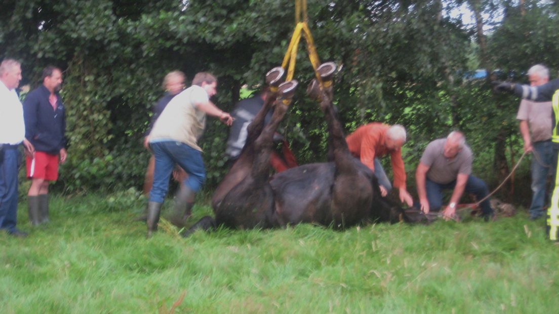 Paard uit sloot getakeld