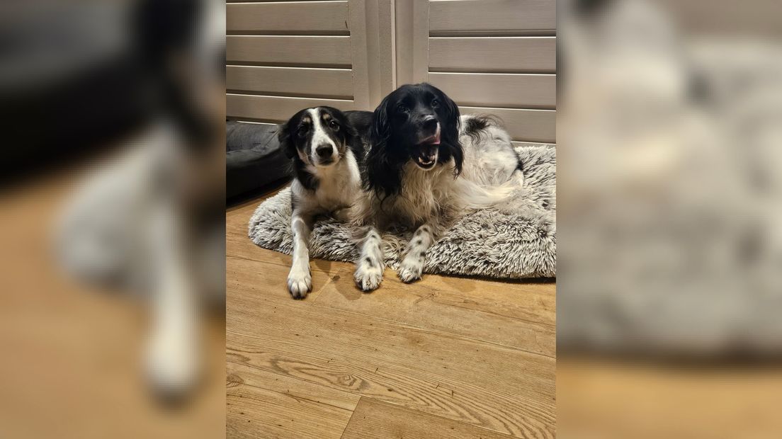 Luna (l) en Gurbe (r) fan Reina Kuipers-Zantingh