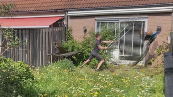 Krijsende pauw maakt buurtbewoners in Spijkenisse helemaal gek