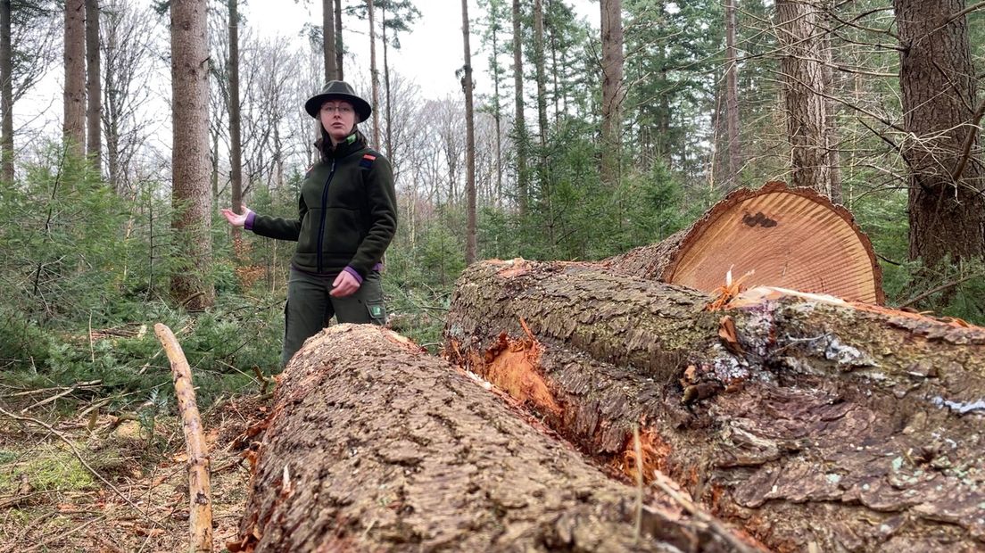 In boswachterij Gieten-Borger zijn bomen gekapt.