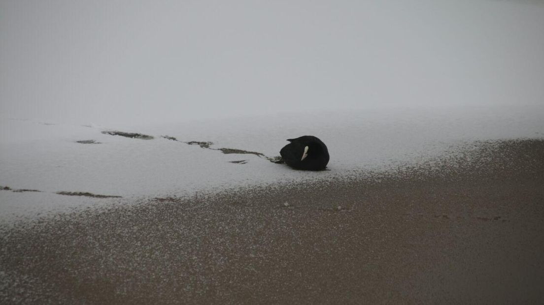 De meerkoet zat vastgevroren aan het ijs (Rechten: Van Oost Media)