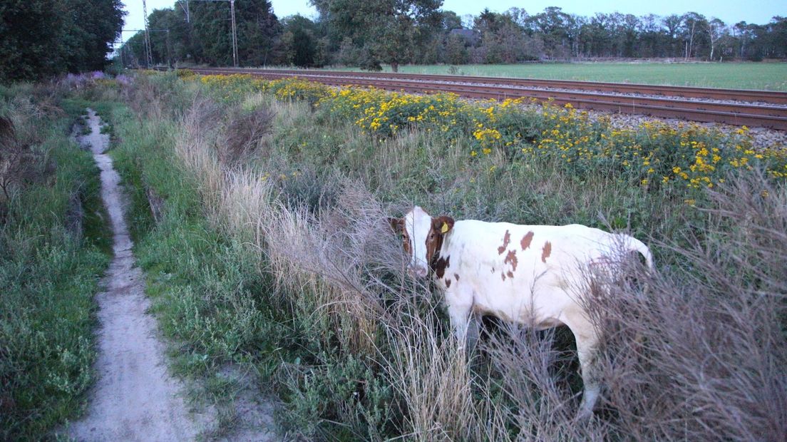 Deze koe overleefde als enige de aanrijding met de trein