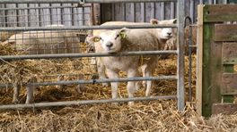 Vreugdedansje bij schapenhouders: blauwtongvaccin is er eerder dan verwacht