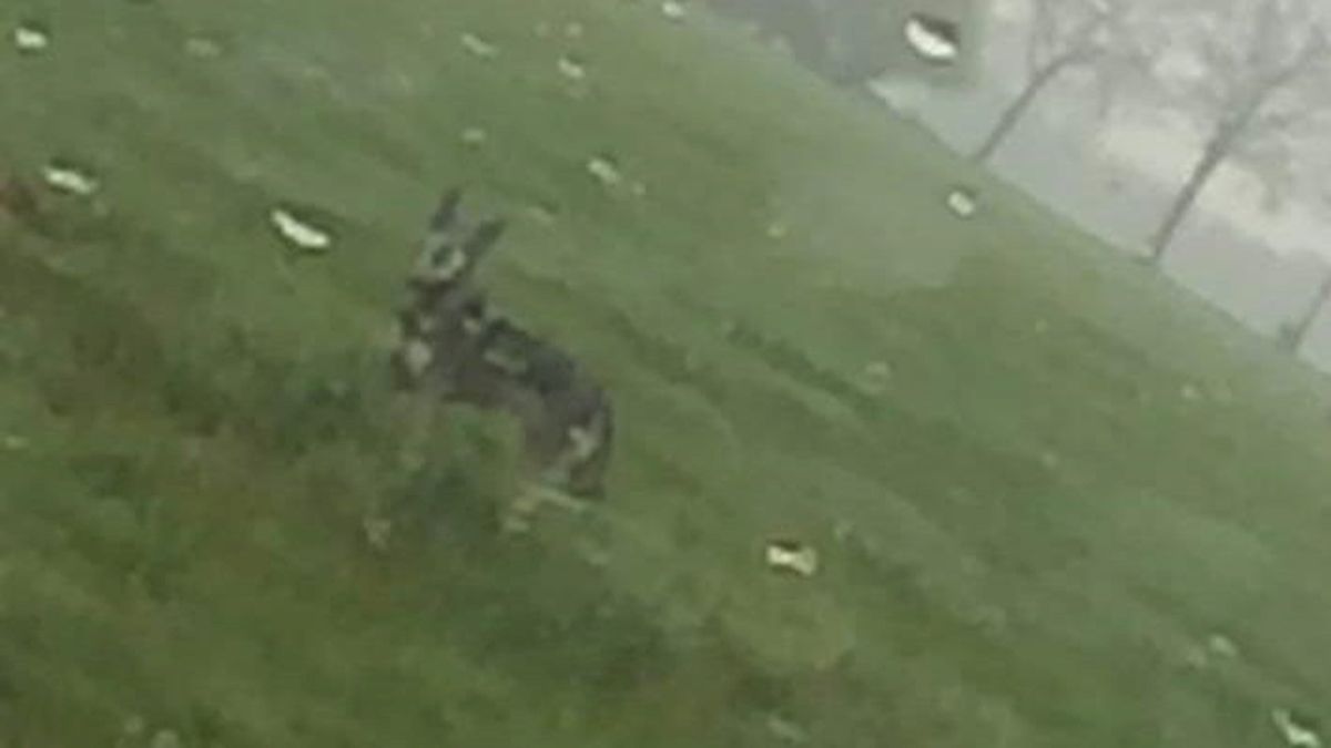 'Wolf' gespot in weiland bij Vinkenbuurt