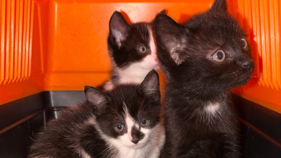 Passagier vindt tas vol kittens in trein Venlo Home