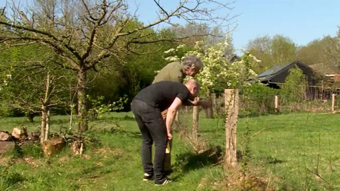 Frank Rozendaal en Norbert Kusters tellen bijen (Rechten: RTV Drenthe)