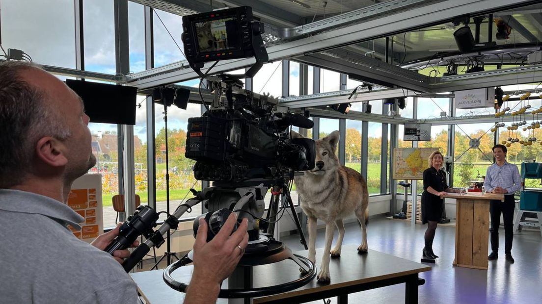 Ook de wolf komt voorbij in Het Stemlokaal